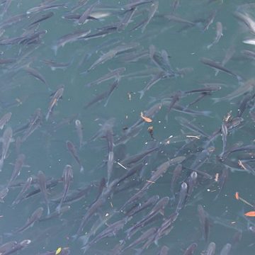 During Proliferation and Release, 300,000 fish fry “jump” into China’s Fuchun River!