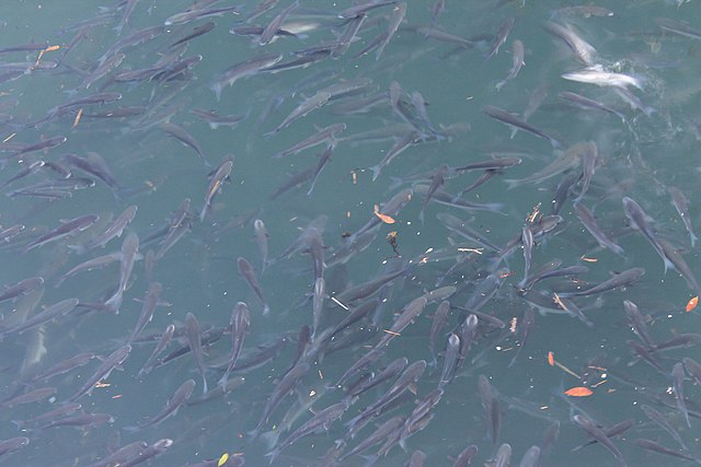 Fish in a river During Proliferation and Release, 300,000 fish fry “jump” into China’s Fuchun River!