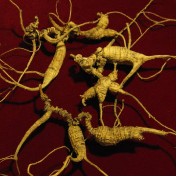Gingseng Roots