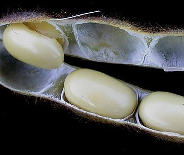 US soybeans