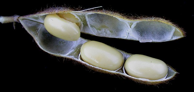 Soybeans "Glycine max" US soybeans