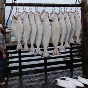 Halibut Fish