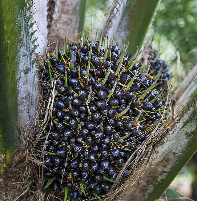 Palm oil fruits in a Malaysia plantation Malaysia Palm Oil: CPOPC Holds International Farmers Workshop and Field Visit