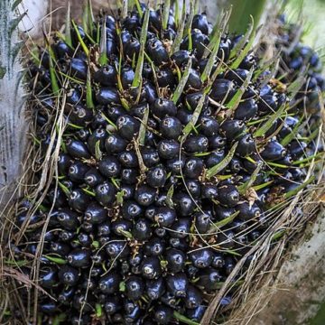 Malaysia Palm Oil: CPOPC Holds International Farmers Workshop and Field Visit