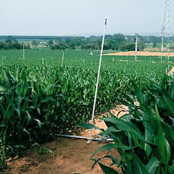 Spain’s efficient irrigation systems reach 79% of the total irrigated area, with olive groves being the crop with the most irrigation extent