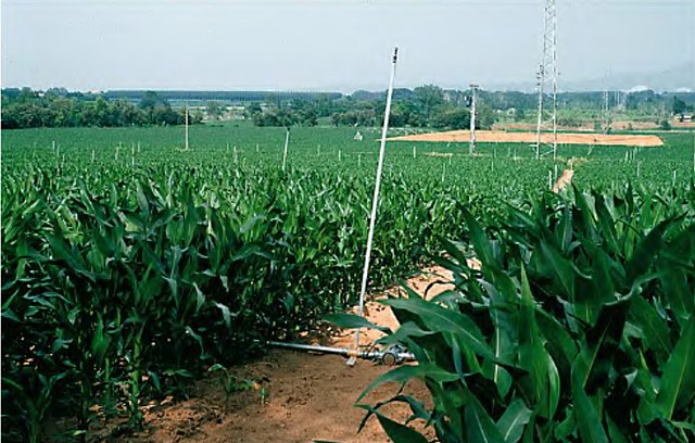 Corn under sprinkler irrigation in Spain Spain’s efficient irrigation systems reach 79% of the total irrigated area, with olive groves being the crop with the most irrigation extent