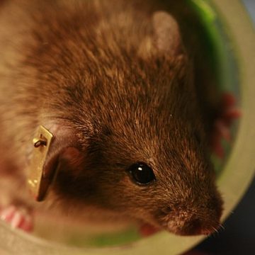 One planet, one health: France Government sets up three platforms on animal, plant and food safety 