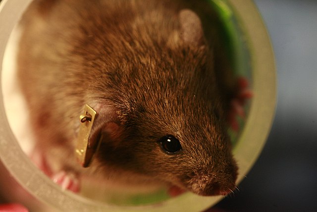 Lab mouse in France One planet, one health: France Government sets up three platforms on animal, plant and food safety