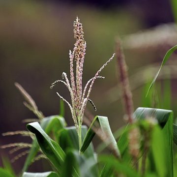 Agricultural and Fisheries Production in Latin America and the Caribbean will Grow 12% by 2032