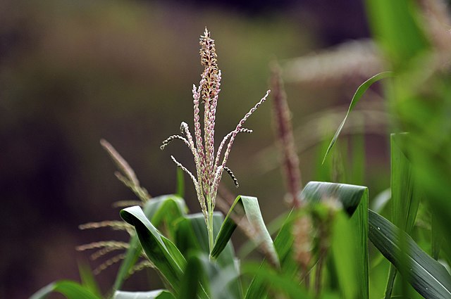 Latin American grain crops in a Nicaragua farm Agricultural and Fisheries Production in Latin America and the Caribbean will Grow 12% by 2032
