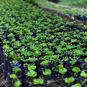 How Colombia-U.S. tariff shakedown impacts food