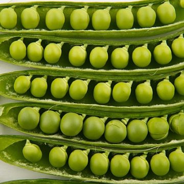 Netherlands: Threshing 30 hectares of peas without delay