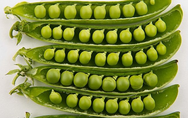 Peas in pods Netherlands: Threshing 30 hectares of peas without delay