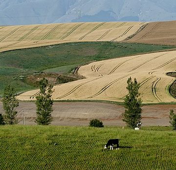A large shipment of wheat sails into Kazakhstan from the Omsk region again