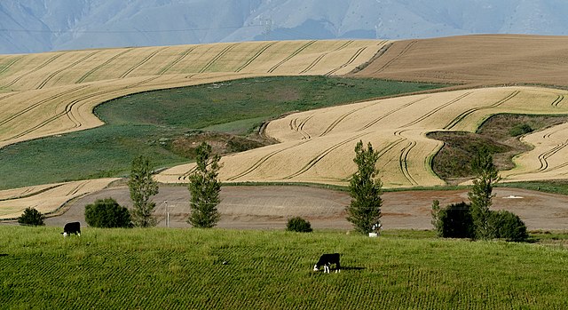 Wheat fields A large shipment of wheat sails into Kazakhstan from the Omsk region again