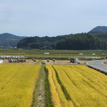 Promoting the use of 30 million tons of rice straw in Vietnam’s Mekong Delta