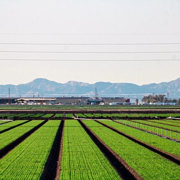 Agriculture in Imperial Valley, California