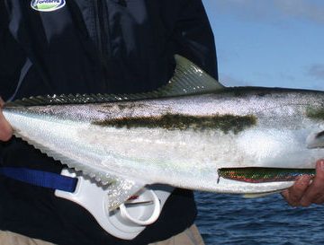Yellowtail kingfish