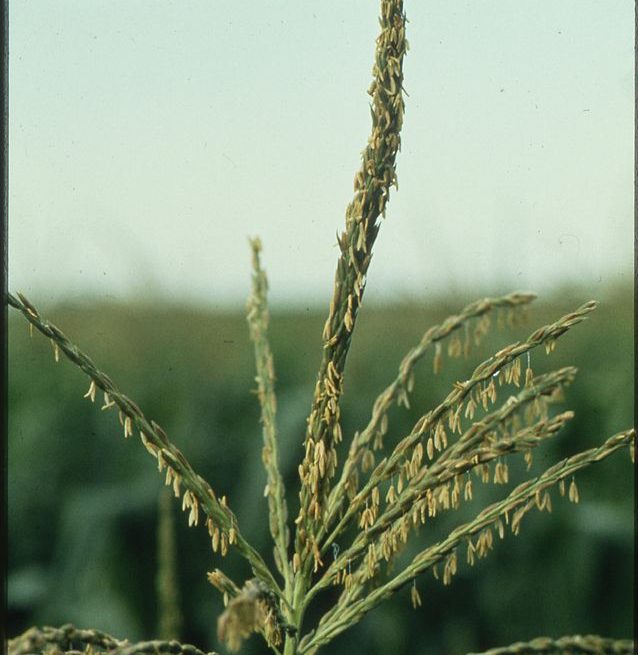 CLOSEUP of corn tassel on a farm in MINNESOTA: Credit, Wikimedia Commons Corn stalks on a Minnesota farm