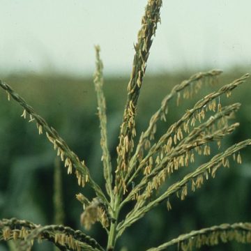 Corn stalks on a Minnesota farm