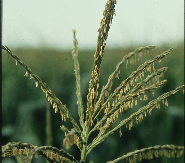 Corn stalks on a Minnesota farm