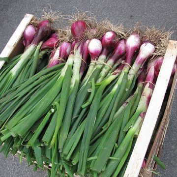 Onions