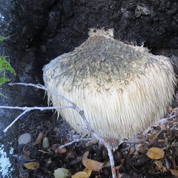 Lion's mane mushroom