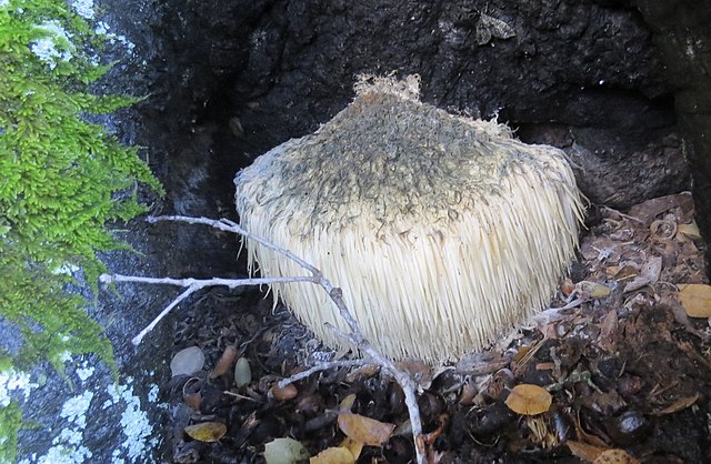 Lion's mane mushroom