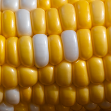 Iowa sweet corn