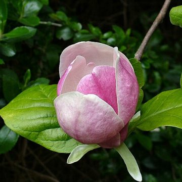 Australia magnolia blossom