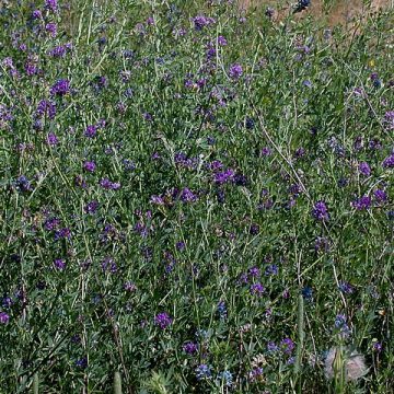 US alfalfa crop