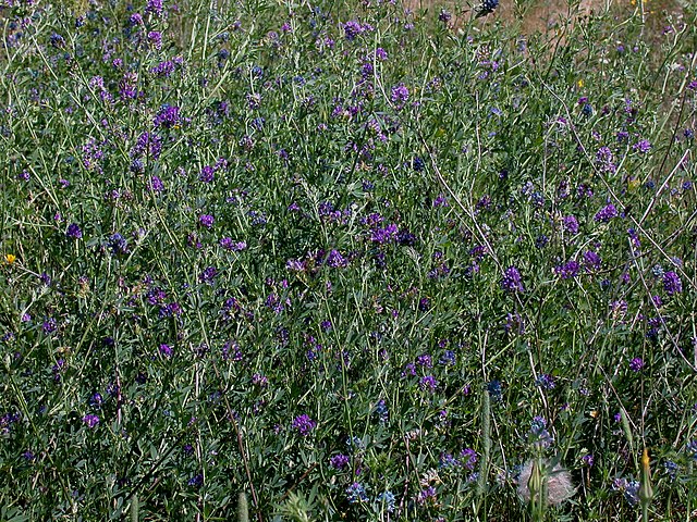 US alfalfa crop