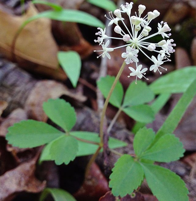 Dwarf ginseng (Panax trifolius): Credit, Wikimedia Commons US ginseng