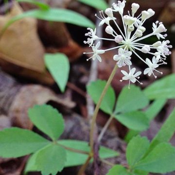 US ginseng