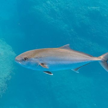 Greater amberjack, Florida