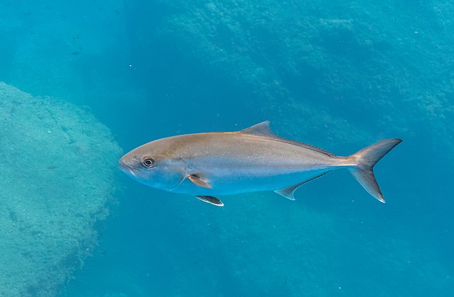 Greater amberjack, Florida