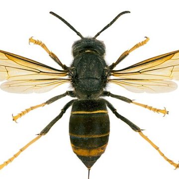 honey Giant hornet