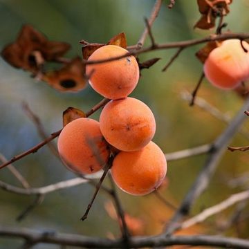 Australia apricots