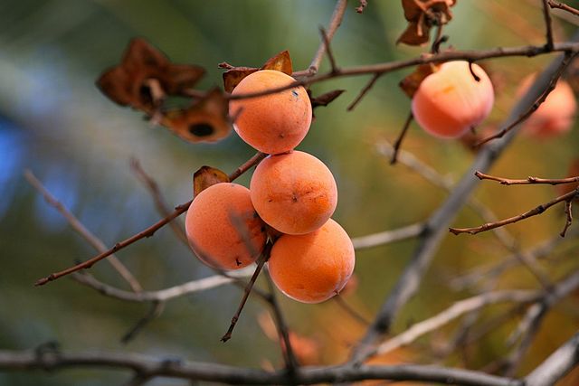 Australia apricots