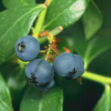 Blueberries from Georgia