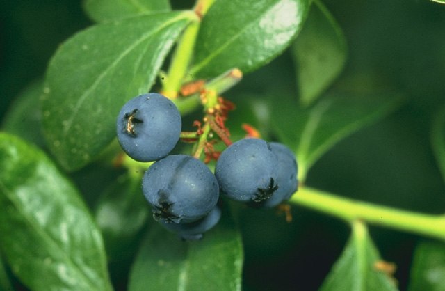 Blueberries from Georgia