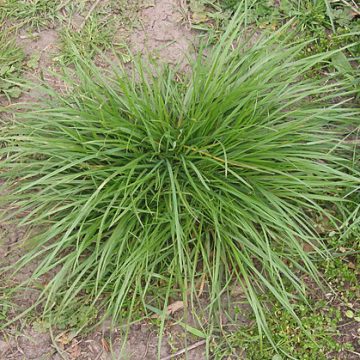Ryegrass cover cropping