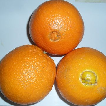 Egypt citrus fruits