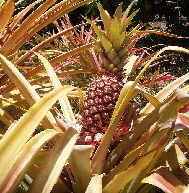 Pink pineapple: Credit, Flickr,/Wikimedia Commons Pink pineapple