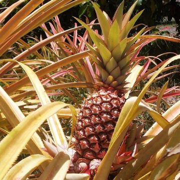 Pink pineapple