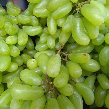 “12 grapes” tradition ushers New Year in Spain amid olive oil recovery