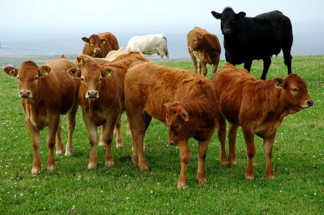 Beef cattle: Credit, Wikimedia Commons Beef Cattle