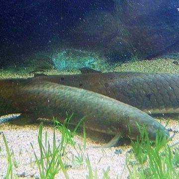 Queensland Lungfish: Credit, Wikimedia Commons Lungfish