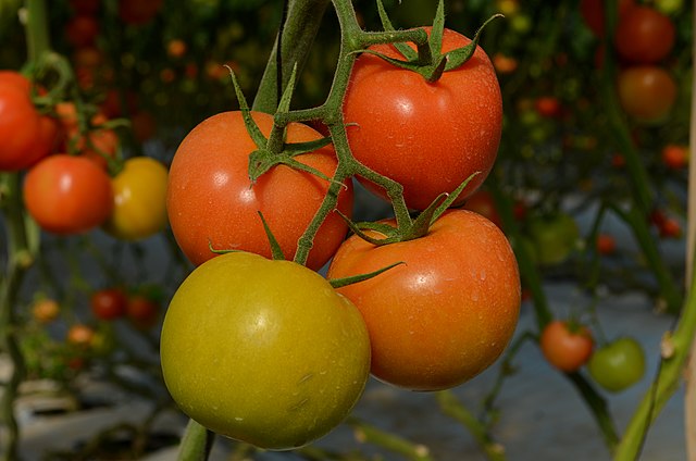 Tomatoes from Morocco