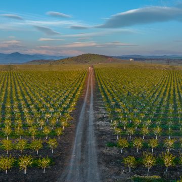 Mkisa, the Georgian company championing almond farming: “our foremost concern is quality”